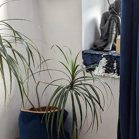 Apartment Home